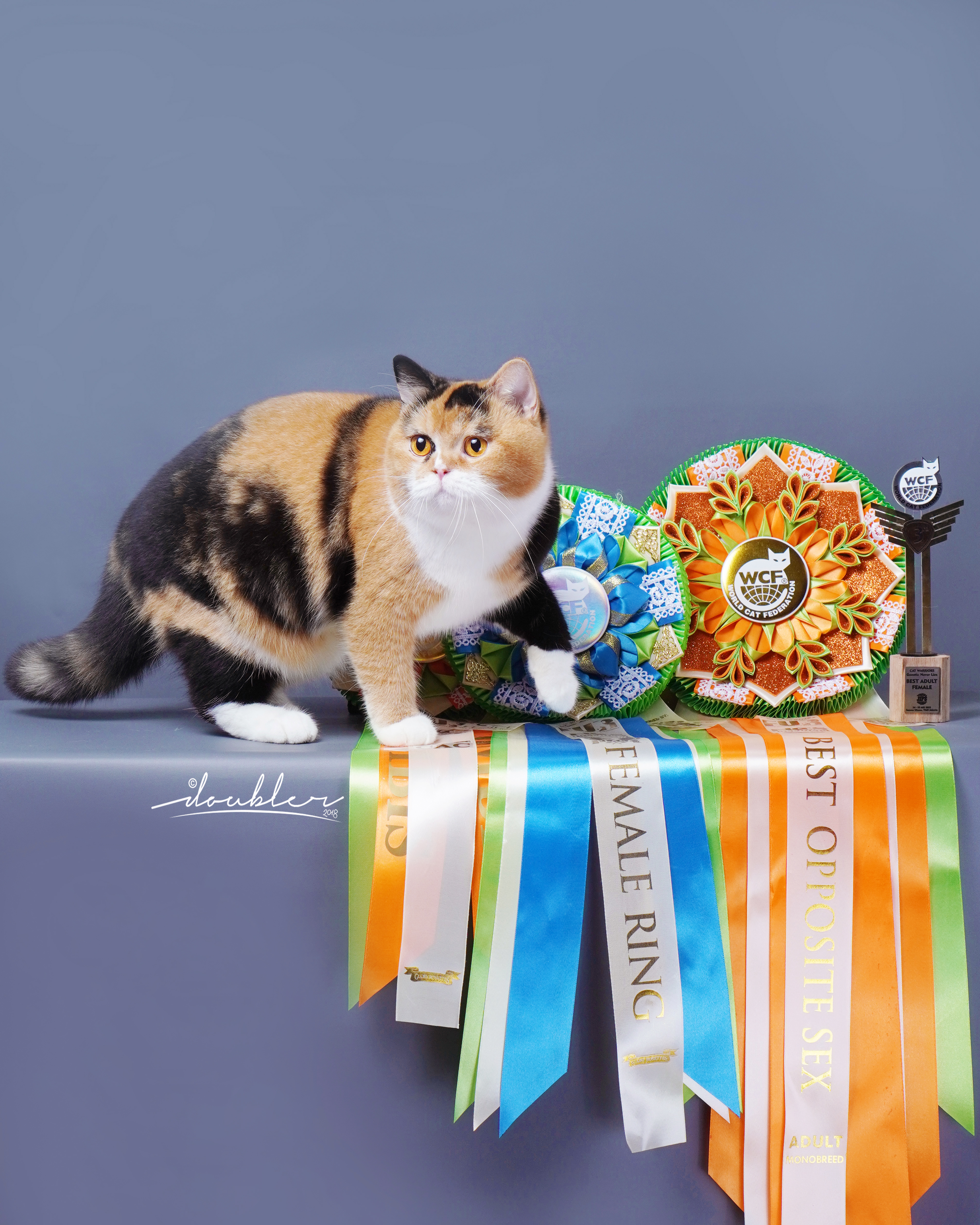 Heibai Cat Ling Ling of Zow Zow